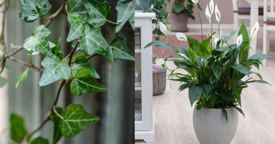 Λειτουργούν σαν αφυγραντήρας: 7 φυτά που εξαφανίζουν την μούχλα από το σπίτι