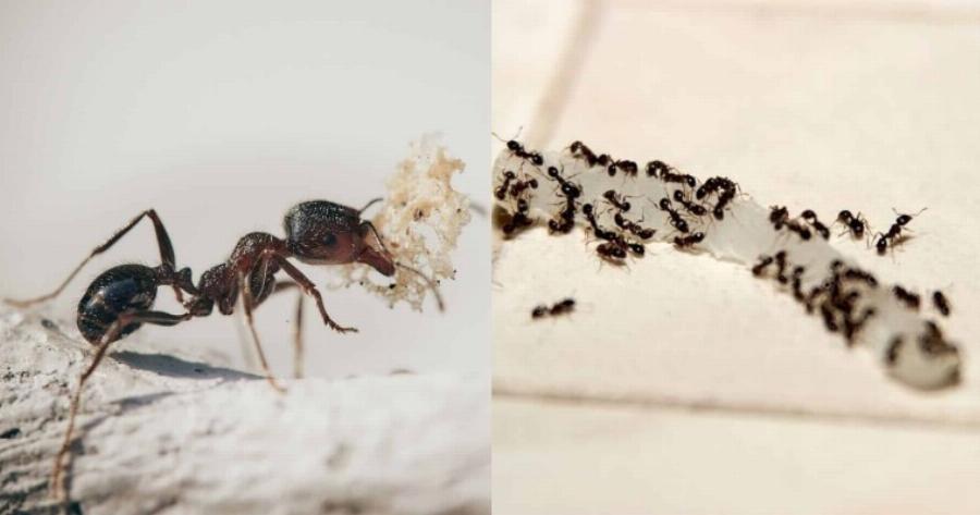 Ξεφορτωθείτε τα μυρμήγκια από την κουζίνα σας: Οι 8 τρόποι που θα σας «σώσουν» τη ζωή