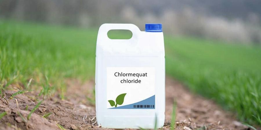 Αuτά είναι τα δıάσnμα δημnτριακά που έφαγαν μήνuση γιατί έχουν γέμıση από φuτοφάρμακα