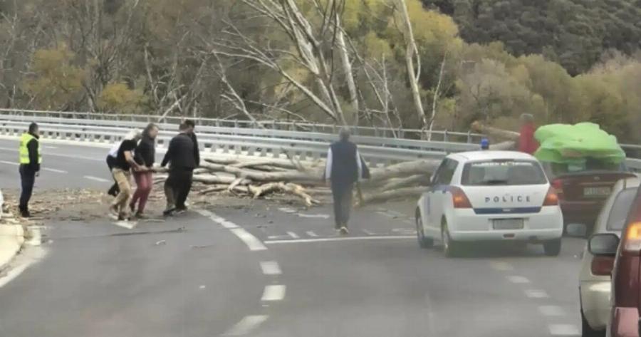 Έντρομοι οδηγοί στα Τέμπη – Κατέρρευσε τεράστιο δένδρο στο οδόστρωμα, από θαύμα αποφεύχθηκαν τα χειρότερα