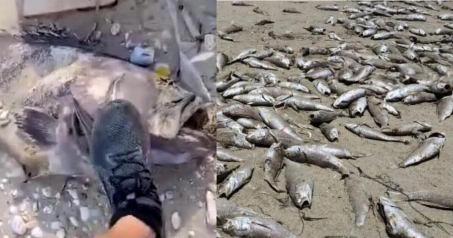 EKTAKTO: Σε συναγερμό πασίγνωστο μεγάλο νησί της Ελλάδας – Γέμισε παντού νεκρά ψαρια, απόκοσμες εικόνες και σκηνές αποκάλυψης