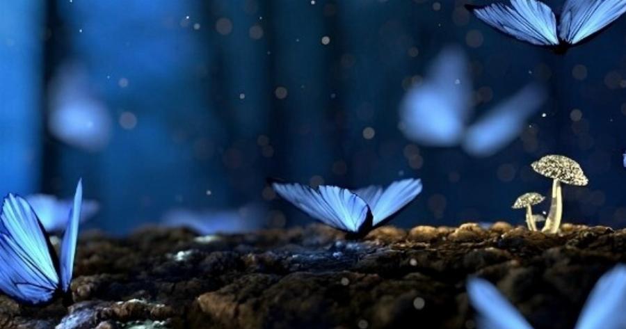 Όταν συναντάς μια πεταλούδα, το σύμπαν προσπαθεί να σου στείλει ένα μυστικό μήνυμα