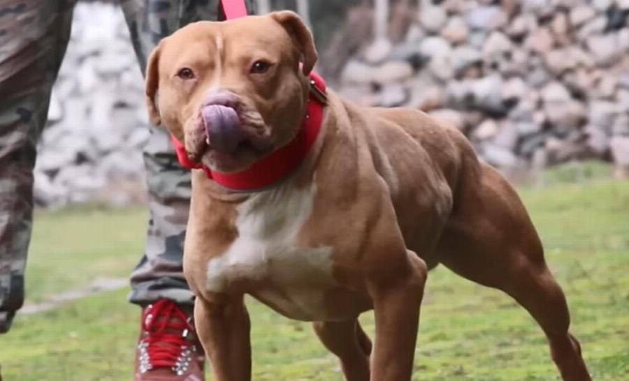 Τραγωδία στην Ζάκυνθο: Νεκρό παιδί 18 μηνών μετά από επίθεση σκύλου