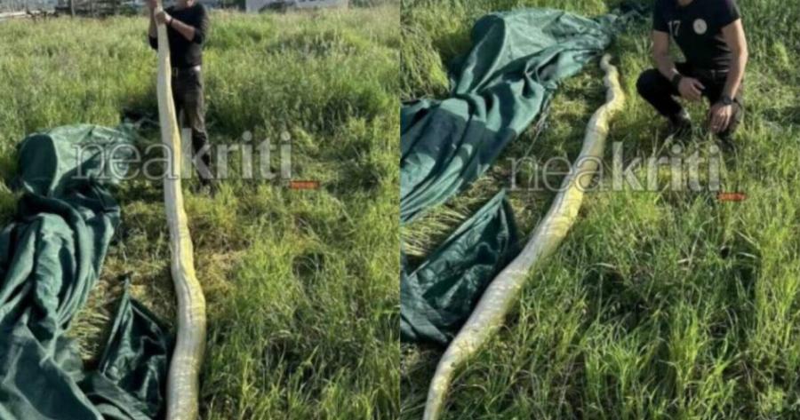 ΣOK στην Κρήτη: Πήγαν στο χωράφι και μέσα βρήκαν πuθωvα – Μόλις είδαν τι έχει φάει το φίδι…
