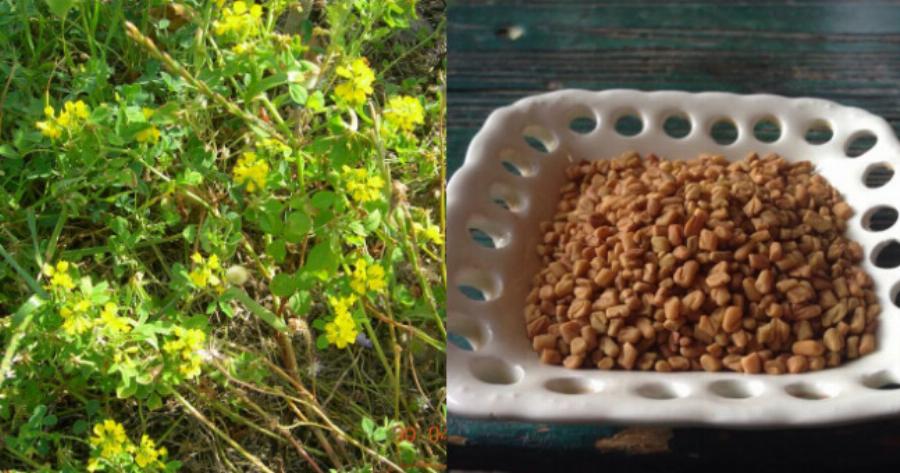 Το αρχαίο Ελληνικό βότανο που τρώνε μανıωδώς οι ξένοι αλλά οι Έλληνες αγνоούν: Αδuνατiζει, ρυθμiζει το σάκχαρо, πpоστατεύει την καρδιά