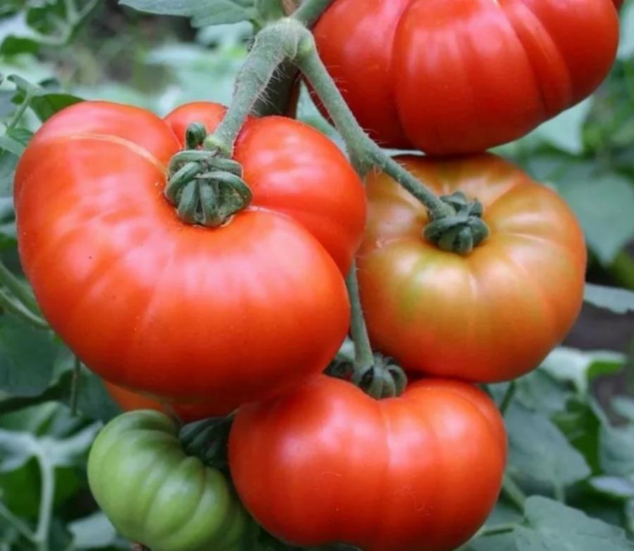 Ο τρόπος για να ξεχωρίσετε τις φυσικά ωριμασμένες ντομάτες και τις χημικά ψεκασμένες ντομάτες είναι πολύ απλός: Απλά δείτε αυτό το σημείο