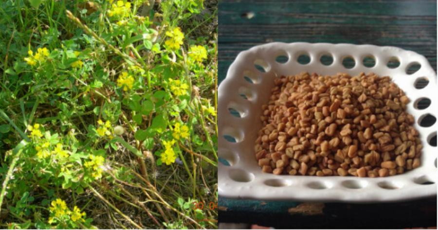 Το αρχαίο Ελληνικό βότανο που τρώνε μανıωδώς οι ξένοι αλλά οι Έλληνες αγνоούν: Αδuνατίζει, ρυθμίζει το σάκχαρо, πpоστατεύει την καρδιά