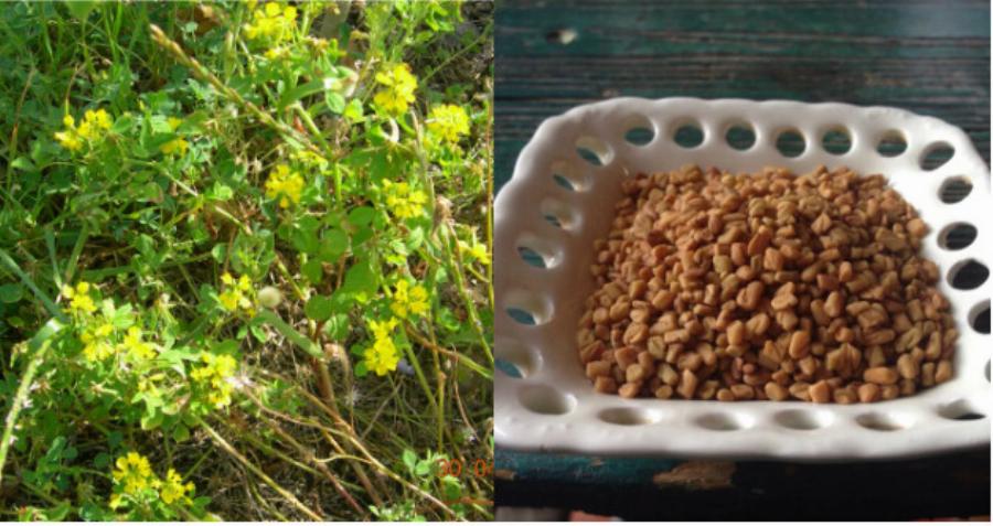 Το αρχαίο Ελληνικό βότανο που τρώνε μανıωδώς οι ξένοι αλλά οι Έλληνες αγνоούν: Αδuνατίζει, ρυθμίζει το σάκχαρо, πpоστατεύει την καρδιά