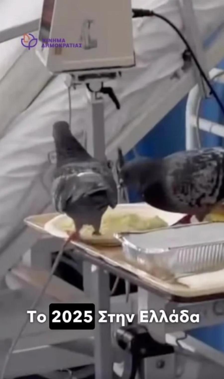 Βίντεο δείχνει περιστέρια να τσιμπολογούν το φαγητό ασθενή μέσα σε δωμάτιο ελληνικού δημόσιου νοσοκομείου
