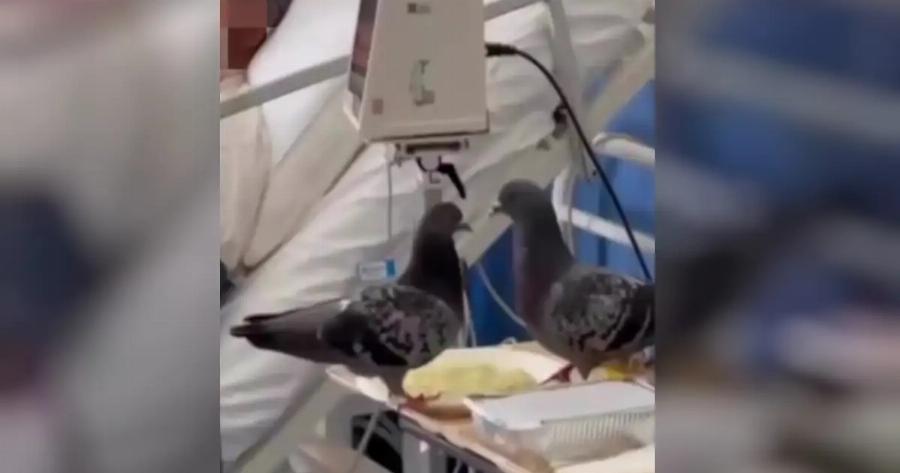 Βίντεο δείχνει περιστέρια να τσιμπολογούν το φαγητό ασθενή μέσα σε δωμάτιο ελληνικού δημόσιου νοσοκομείου