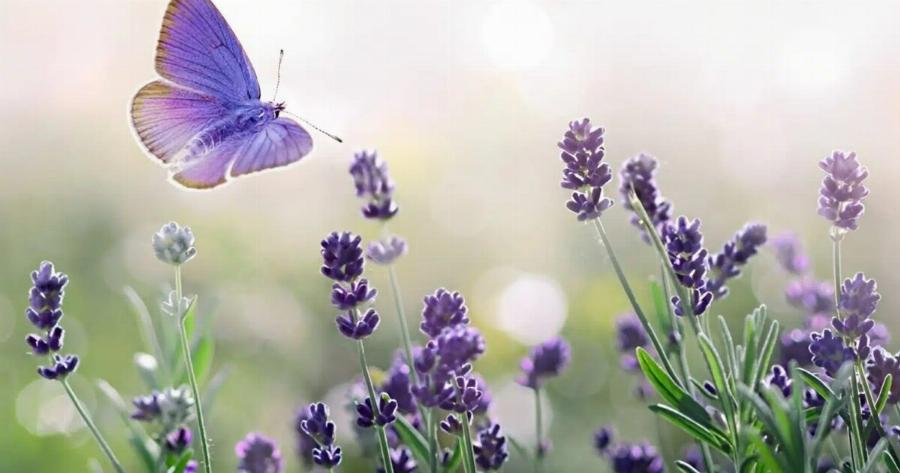 Το λουλούδι που αντιστοιχεί στο μήνα που γεννήθηκες και τι συμβολίζει