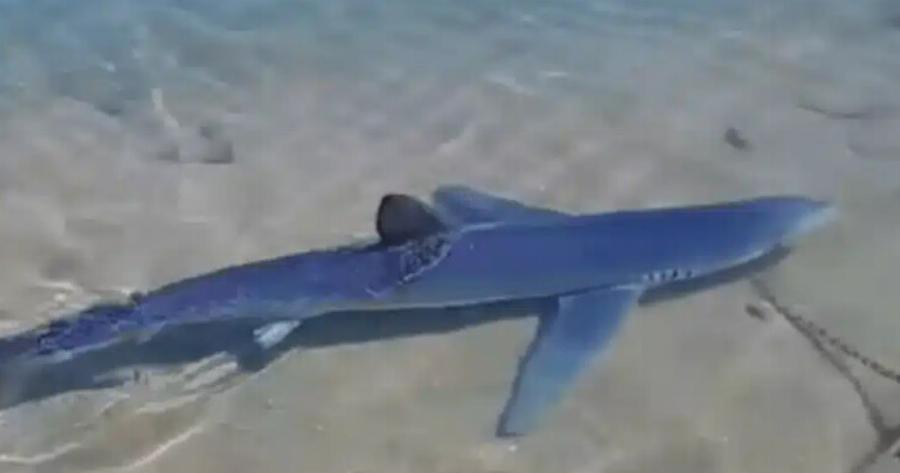 Ανησυχία στις παραλίες – Γιατί εμφανίζονται καρχαρίες στις ελληνικές θάλασσες