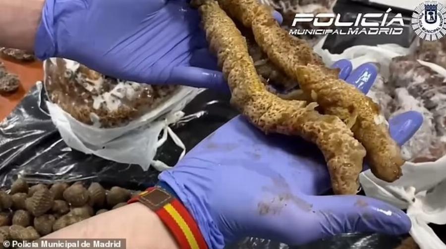 ΣOK: Εστιατόριο σέρβιρε στους πελάτες περιστέρια από τον δρόμο ως ψητή πάπια