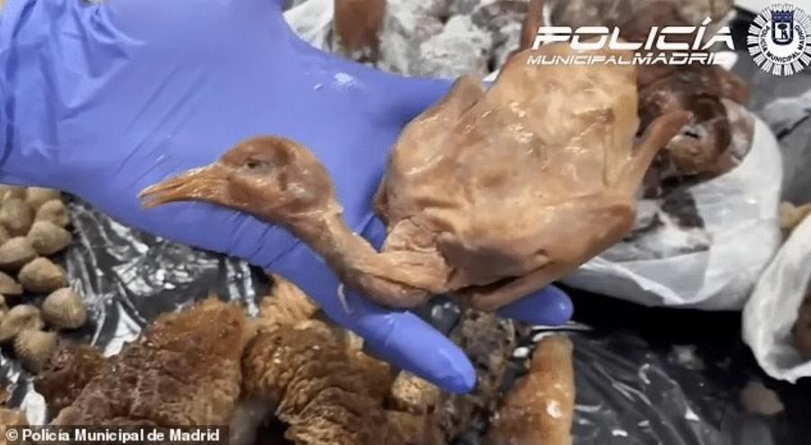 ΣOK: Εστιατόριο σέρβιρε στους πελάτες περιστέρια από τον δρόμο ως ψητή πάπια