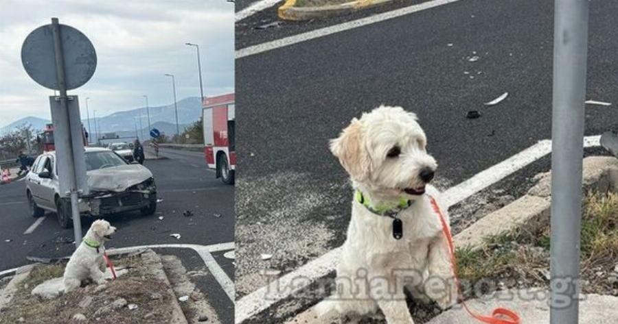 Λαμία: Τι απέγινε ο σκυλάκος από το χθεσινό θανατηφόρo τροχαίo στον κόμβο Αγίας Μαρίνας