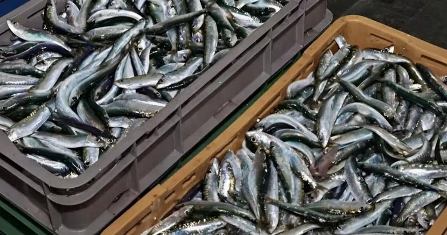 Το πιο υγιεινό ψάρι που όλοι πρέπει να τρώμε τουλάχιστον 2 φορές τη βδομάδα