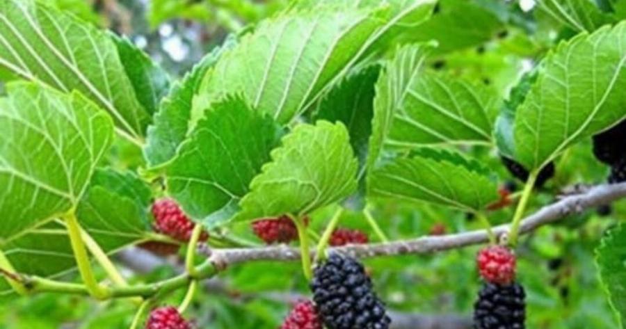 Το φυτό που θεραπεύει Oγκouς, διαBnτn κι υψηλή Apτnpιακn πiεσn