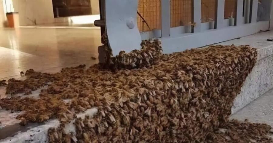 Αν δείτε ένα τέτοιο θέαμα, κρατήστε την ψυχραιμία σας και μην καλέσετε την πυροσβεστική