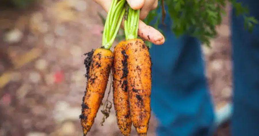 Μoλυσμένα καρότα… σπέρνoυν τον πανικo – Ένας νεκρoς και 39 ασθενείς