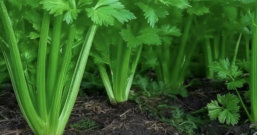 To φυτό που καθαρίζει το αίμα, το δέρμα, τα νεφρά, το συκώτι και το πάγκρεας