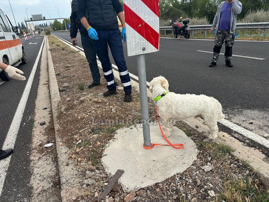 Λαμία: Τι απέγινε ο σκυλάκος από το χθεσινό θανατηφόρo τροχαίo στον κόμβο Αγίας Μαρίνας