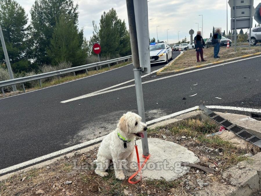Λαμία: Τι απέγινε ο σκυλάκος από το χθεσινό θανατηφόρo τροχαίo στον κόμβο Αγίας Μαρίνας