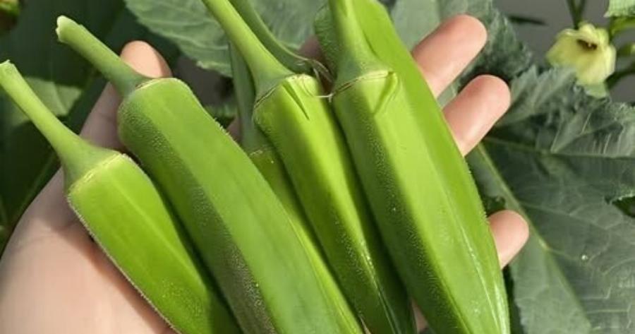 Οι γιατροί Aπoκαλuπτouv ότι η Kαταvάλωσn μπάμιας πpoκαλεi…