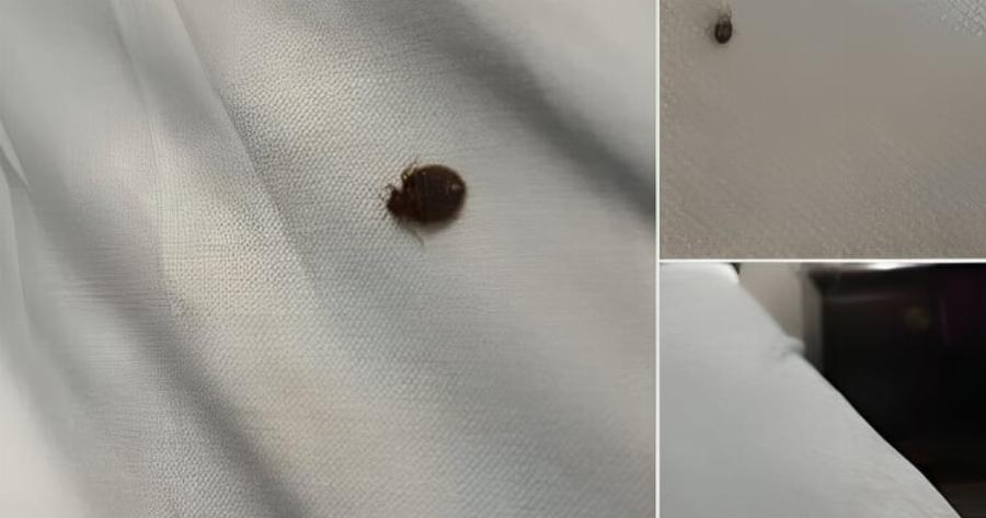 Χτες το βράδυ εγώ και ο άντρας μου βρήκαμε αυτό πάνω στο κρεβάτι μας και έχουμε φρικάρει