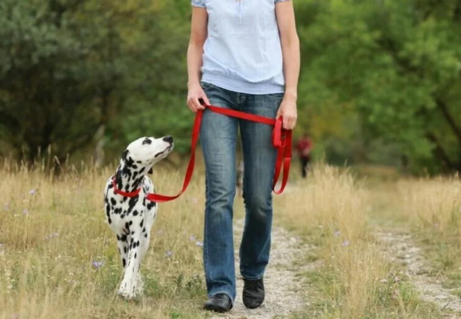 Τα 10 μεγάλα πλεονεκτήματα του να ταξιδεύεις με σκύλους