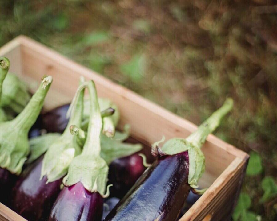 Σαρώνει στο TikTok: 39χρονη αγρότισσα από τα Γιαννιτσά μοιράζεται βίντεο με τις λαχταριστές συνταγές της και Tpελαivει το διαδίκτυο