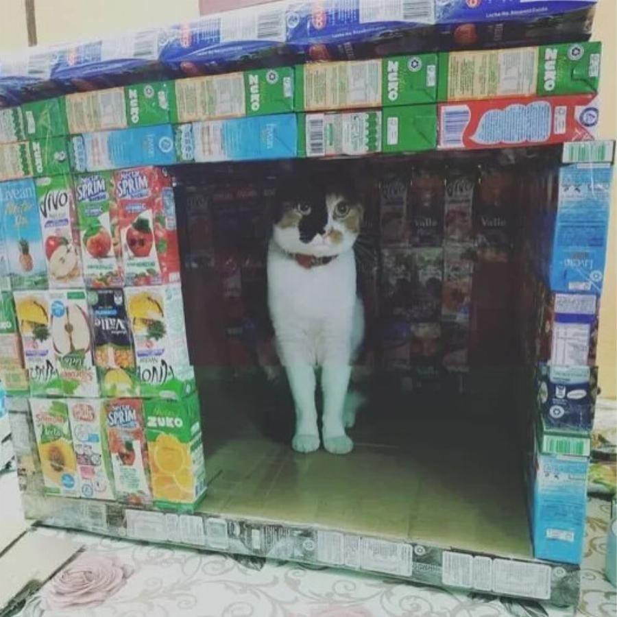 Φοιτήτρια μαζεύει κουτιά από χυμούς και χτίζει σπίτια για τα γατάκια στο δρόμο