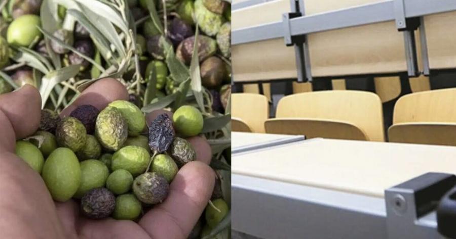 Έκκληση ελαιοπαραγωγών Κρήτης σε φοιτητές: «Ελάτε να μαζέψουμε ελιές»