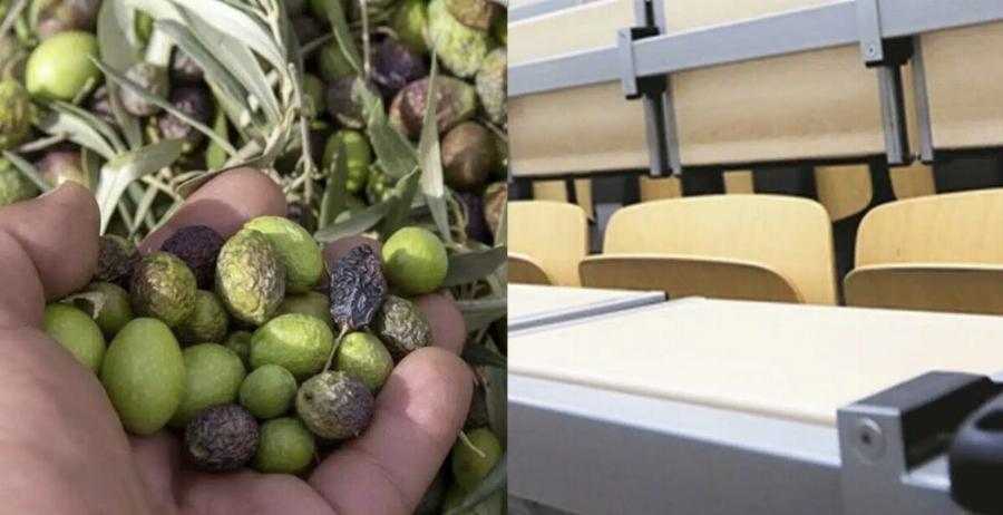 Έκκληση ελαιοπαραγωγών Κρήτης σε φοιτητές: «Ελάτε να μαζέψουμε ελιές»