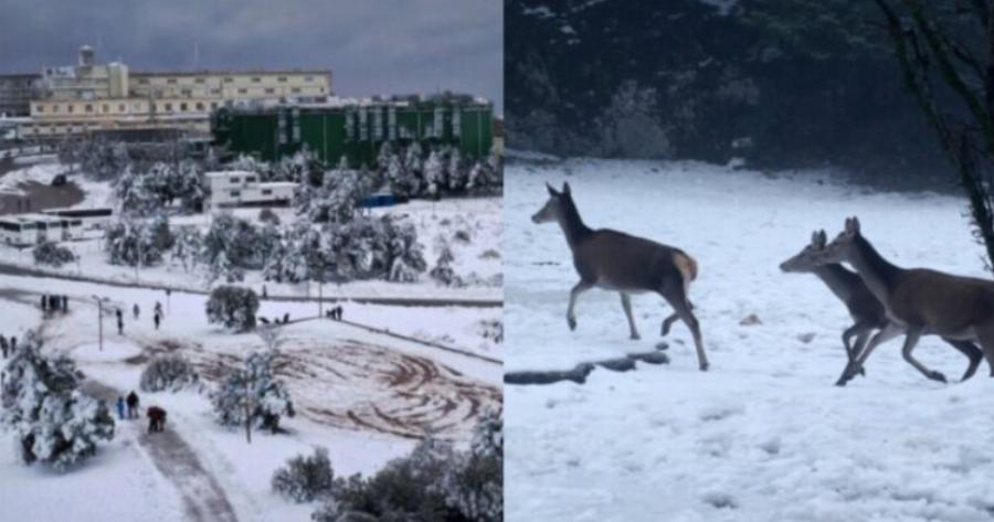 Στα «λευκά» η μισή χώρα: Σ’ αυτές τις περιοχές θα πέσει πυκνό χιόνι τις επόμενες ώρες – Αναλυτικός χάρτης