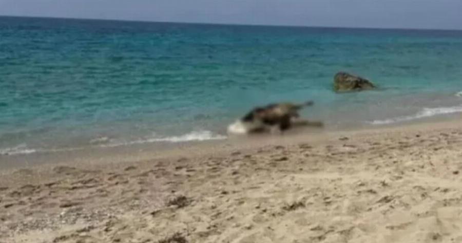 Λευκάδα: Νεκρές αγελάδες ξέβρασε η θάλασσα σε παραλίες – Εκτιμάται ότι καράβι άδειασε τα ζώα