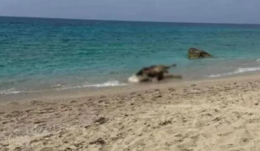 Λευκάδα: Νεκρές αγελάδες ξέβρασε η θάλασσα σε παραλίες – Εκτιμάται ότι καράβι άδειασε τα ζώα
