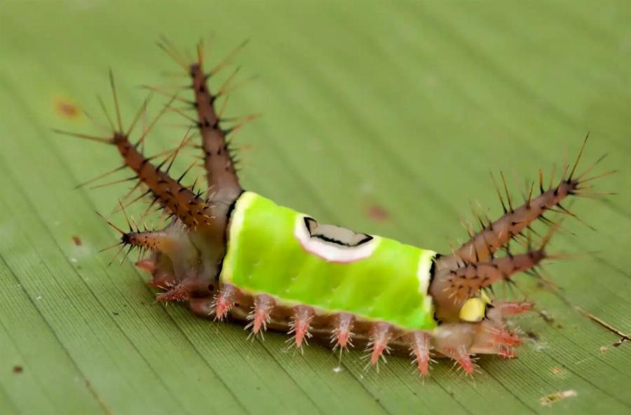 Είδα κάτι περίεργο στο πάτωμα στο σπίτι και ήθελα να το αγγίξω, αλλά ξαφνικά άρχισε να κινείται, φρίκαρα όταν κατάλαβα ότι ήταν…