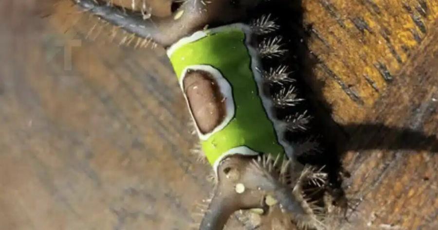 Είδα κάτι περίεργο στο πάτωμα στο σπίτι και ήθελα να το αγγίξω, αλλά ξαφνικά άρχισε να κινείται, φρίκαρα όταν κατάλαβα ότι ήταν…