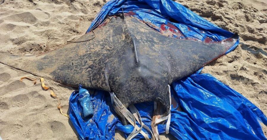 Συναγερμός στη Μεσόγειο για την άφιξη των «διαβόλων της θάλασσας»