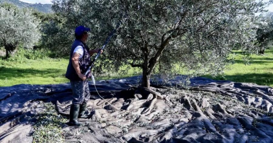 «BOMBA» για όσους έχουν ελιές στην Ελλάδα, ακόμη κι αν δεν τις μαζεύουν ή δεν βγάζουν λάδι – Πρέπει να κάνουν 1 πράγμα, αλλιώς πλnpώvouv