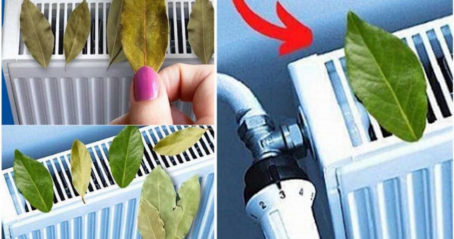 Γιατί πρέπει να βάζουμε  φύλλα δάφνης στο Καλοριφέρ αυτό το χειμώνα