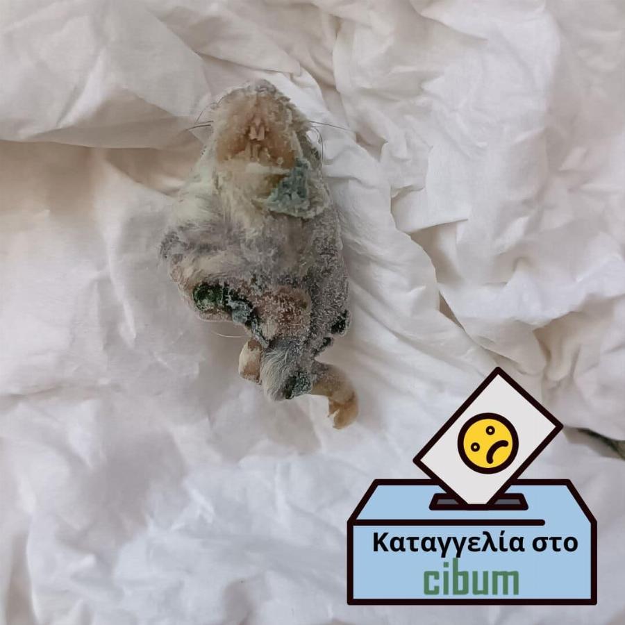 Nεκpό ποντίκι σε Ελληνικό κατεψυγμένο σπανάκι πασίγνωστης εταιρείας