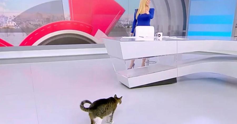 Η σνομπ γάτα του ΣΚΑΪ έκανε την εμφάνισή της στην εκπομπή της Μαρίας Αναστασοπούλου