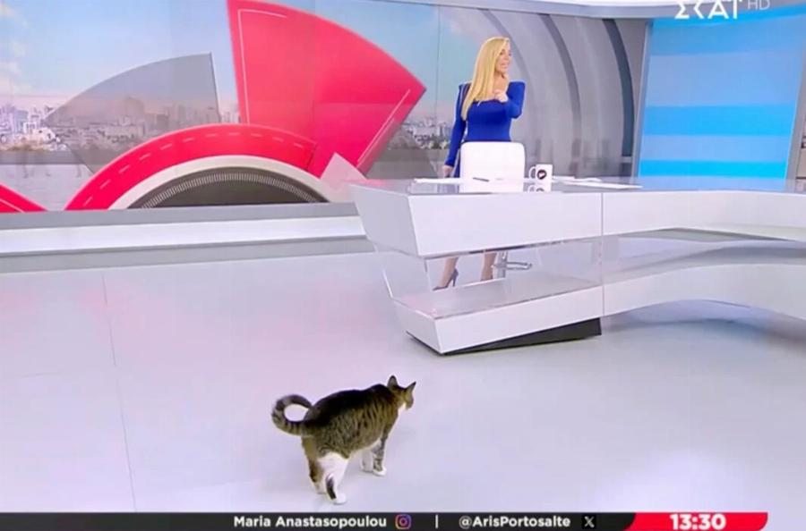Η σνομπ γάτα του ΣΚΑΪ έκανε την εμφάνισή της στην εκπομπή της Μαρίας Αναστασοπούλου