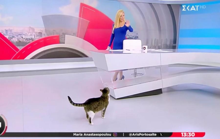 Η σνομπ γάτα του ΣΚΑΪ έκανε την εμφάνισή της στην εκπομπή της Μαρίας Αναστασοπούλου