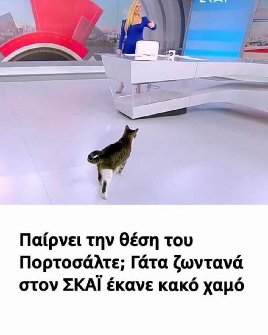 Η σνομπ γάτα του ΣΚΑΪ έκανε την εμφάνισή της στην εκπομπή της Μαρίας Αναστασοπούλου