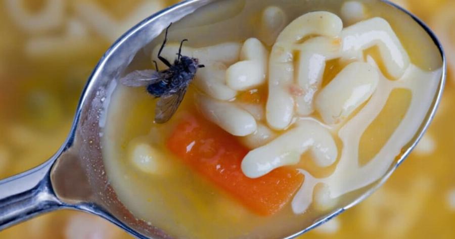 Μύγες στα φαγητά: Τί μπορούμε να πάθουμε και πως να τις διώξουμε