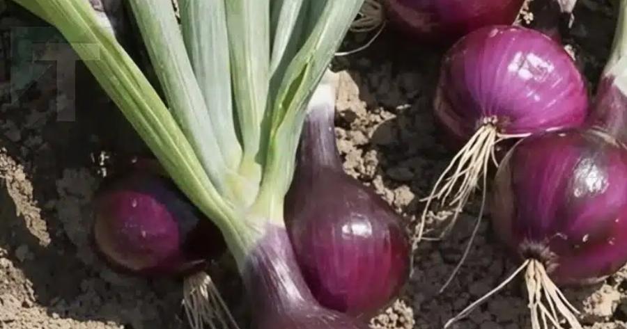 Κρεμμύδια: Ποια είναι τα οφέλη τους;