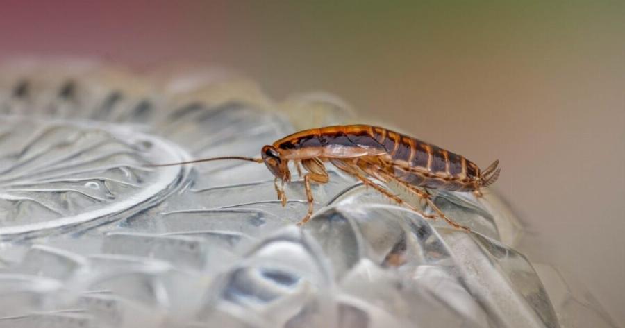Εξαφανίστε κατσαρίδες και μυρμήγκια από το σπίτι με 1 απλό υλικό που υπάρχει σε κάθε μπάνιο