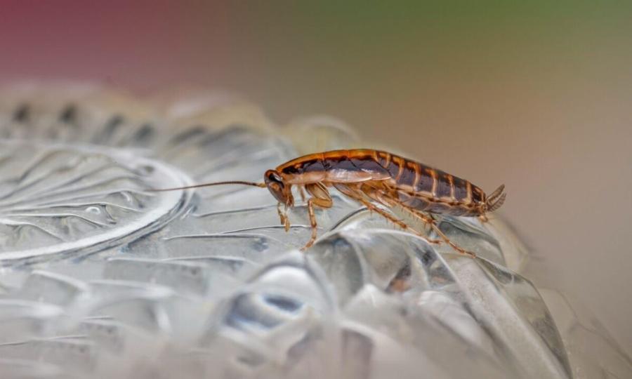 Εξαφανίστε κατσαρίδες και μυρμήγκια από το σπίτι με 1 απλό υλικό που υπάρχει σε κάθε μπάνιο